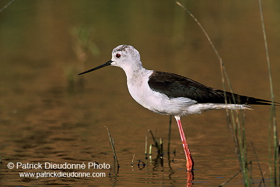 Black-winged Stilt (Himantopus himantopus) - Echasse blanche - 17842