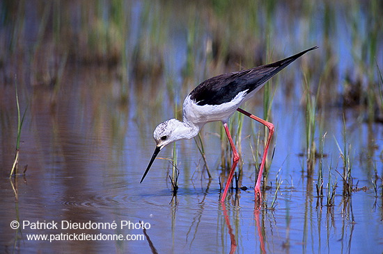 Black-winged Stilt (Himantopus himantopus) - Echasse blanche - 17844