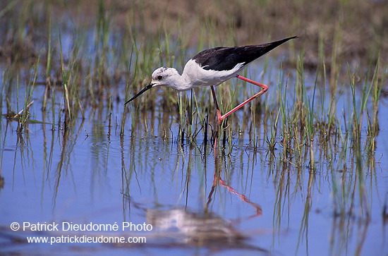 Black-winged Stilt (Himantopus himantopus) - Echasse blanche - 17845