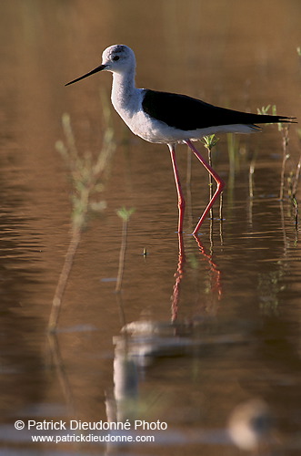 Black-winged Stilt (Himantopus himantopus) - Echasse blanche - 17846