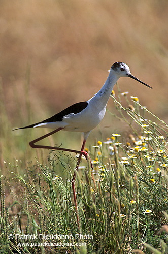 Black-winged Stilt (Himantopus himantopus) - Echasse blanche - 17847