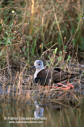 Black-winged Stilt (Himantopus himantopus) - Echasse blanche - 17848