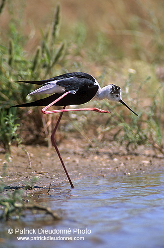 Black-winged Stilt (Himantopus himantopus) - Echasse blanche - 17849