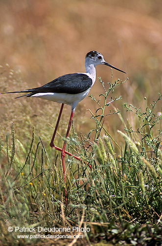 Black-winged Stilt (Himantopus himantopus) - Echasse blanche - 17851