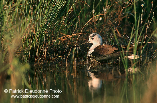 Black-winged Stilt (Himantopus himantopus) - Echasse blanche - 17853