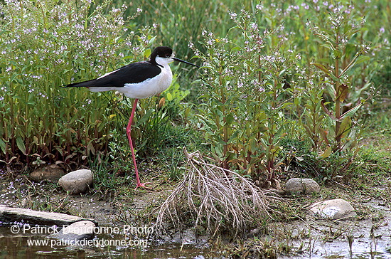 Black-winged Stilt (Himantopus himantopus) - Echasse blanche - 17854