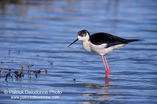 Black-winged Stilt (Himantopus himantopus) - Echasse blanche - 17855