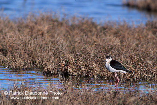 Black-winged Stilt (Himantopus himantopus) - Echasse blanche - 17856