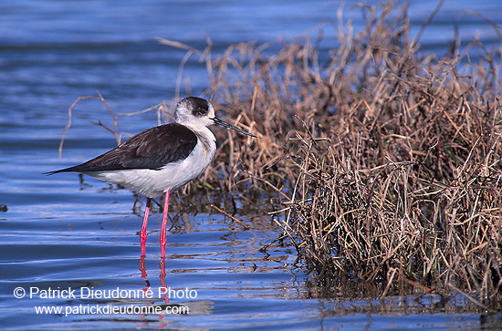 Black-winged Stilt (Himantopus himantopus) - Echasse blanche - 17857