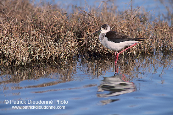 Black-winged Stilt (Himantopus himantopus) - Echasse blanche - 17858