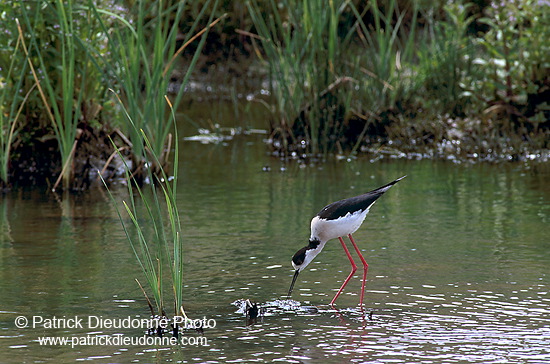 Black-winged Stilt (Himantopus himantopus) - Echasse blanche - 17859