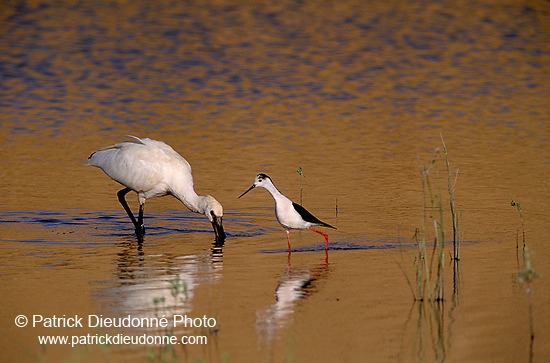 Black-winged Stilt (Himantopus himantopus) - Echasse blanche - 17861