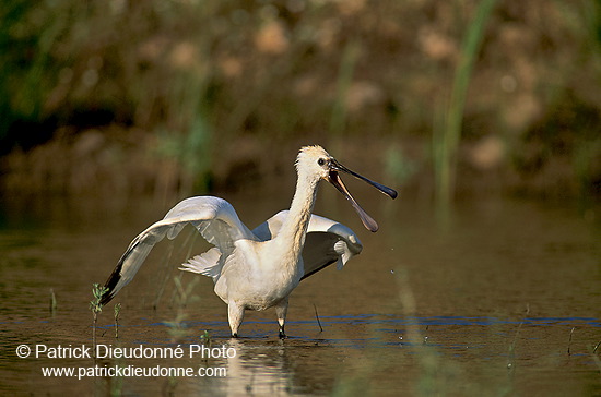 Spoonbill (Platalea leucorodia) - Spatule - 17863