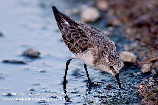 Little Stint  (Calidris minuta) - Bécasseau minute 10821