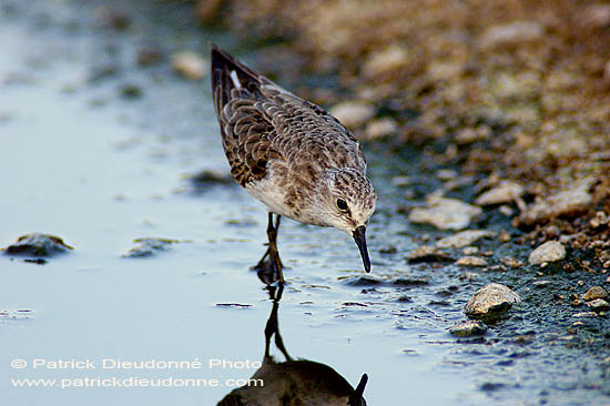 Little Stint  (Calidris minuta) - Bécasseau minute 10822