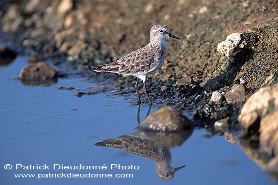 Little Stint  (Calidris minuta) - Bécasseau minute 11147