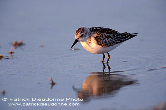 Little Stint  (Calidris minuta) - Bécasseau minute 11148