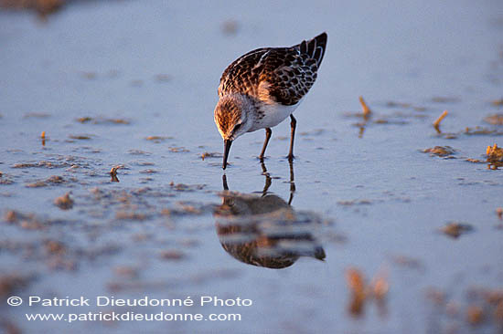 Little Stint  (Calidris minuta) - Bécasseau minute 11149