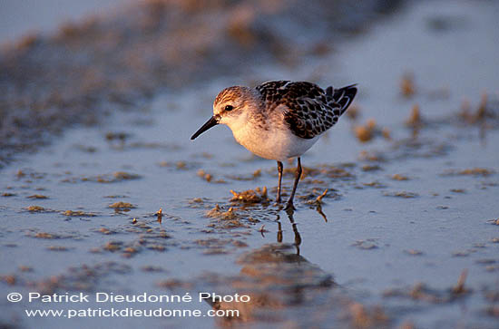 Little Stint  (Calidris minuta) - Bécasseau minute 11150