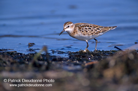 Little Stint (Calidris minuta) - Becasseau minute - 17866