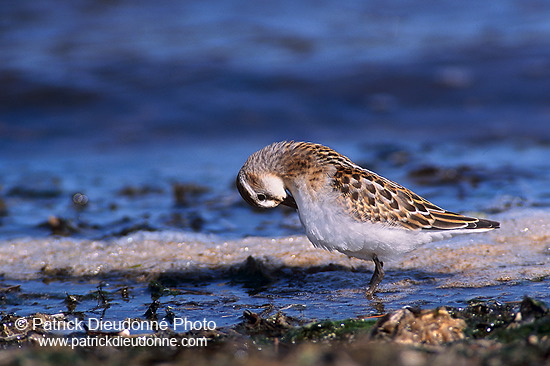 Little Stint (Calidris minuta) - Becasseau minute - 17867