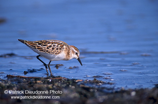 Little Stint (Calidris minuta) - Becasseau minute - 17869