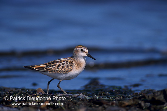 Little Stint (Calidris minuta) - Becasseau minute - 17870