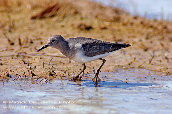 Temminck's Stint  (Calidris temminckii) - Bécasseau de Temminck 10823