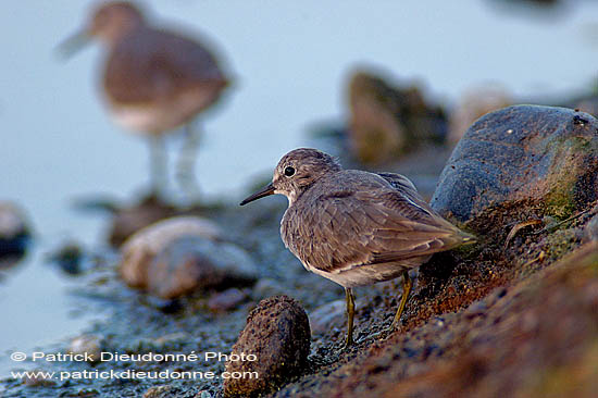 Temminck's Stint  (Calidris temminckii) - Bécasseau de Temminck 10828