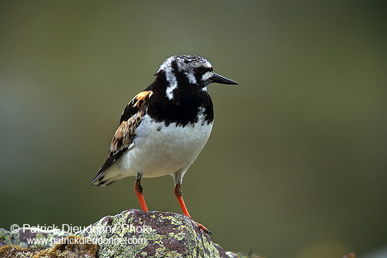 Turnstone (Arenaria interpres) - Tournepierre - 17874