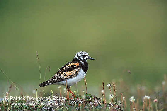 Turnstone (Arenaria interpres) - Tournepierre - 17878