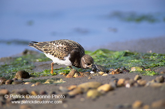 Turnstone (Arenaria interpres) - Tournepierre - 17879