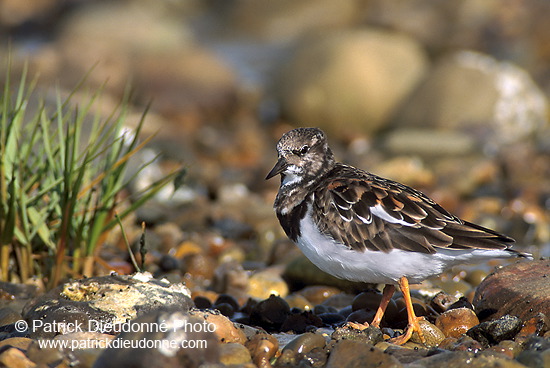 Turnstone (Arenaria interpres) - Tournepierre - 17880