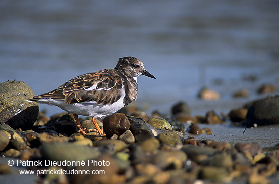 Turnstone (Arenaria interpres) - Tournepierre - 17882