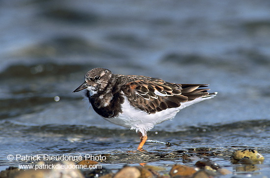 Turnstone (Arenaria interpres) - Tournepierre - 17883