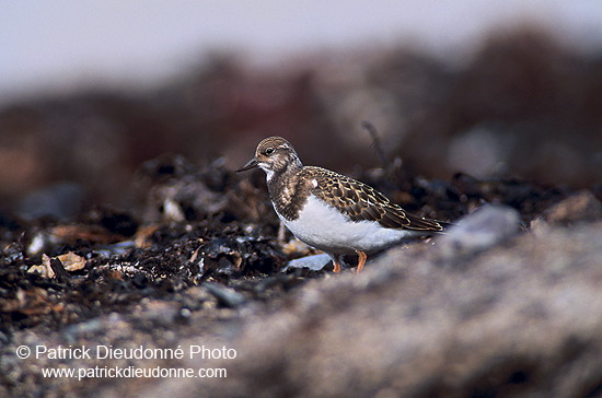 Turnstone (Arenaria interpres) - Tournepierre - 17884