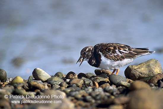 Turnstone (Arenaria interpres) - Tournepierre - 17885