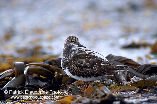 Turnstone (Arenaria interpres) - Tournepierre - 17886