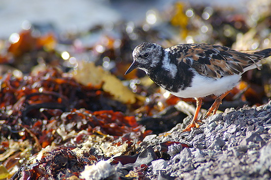 Turnstone (Arenaria interpres) - Tournepierre - 17932