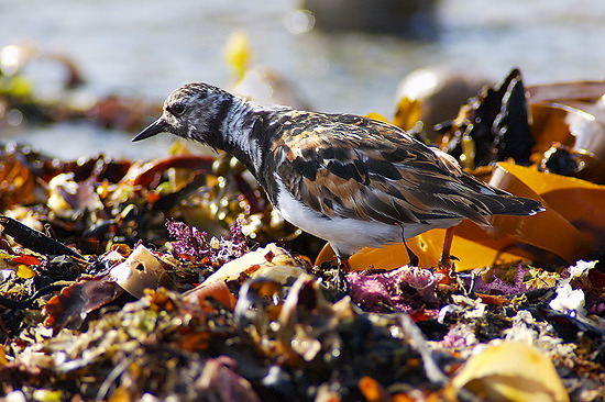 Turnstone (Arenaria interpres) - Tournepierre - 17933