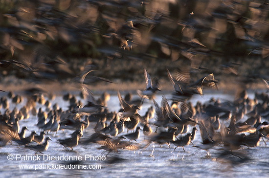 Waders at sunset - Limicoles au couchant - 17889