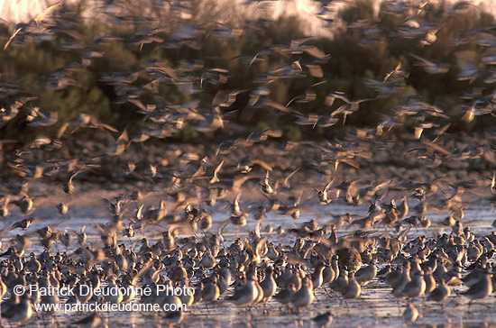 Waders at sunset - Limicoles au couchant - 17890