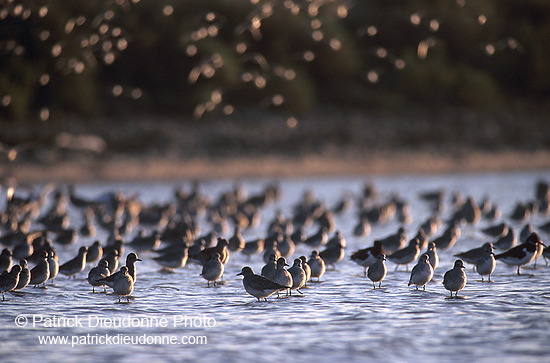 Waders at sunset - Limicoles au couchant - 17893