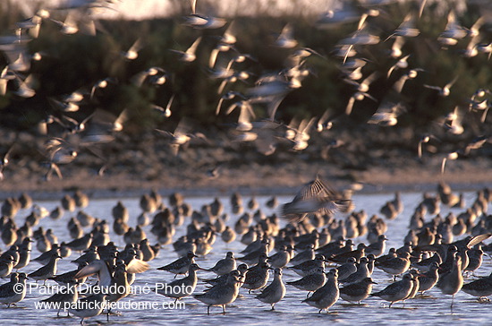 Waders at sunset - Limicoles au couchant - 17895