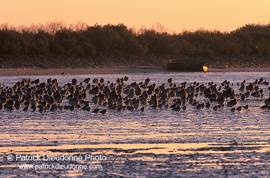 Waders at sunset - Limicoles au couchant - 17896