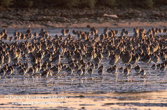 Waders at sunset - Limicoles au couchant - 17897