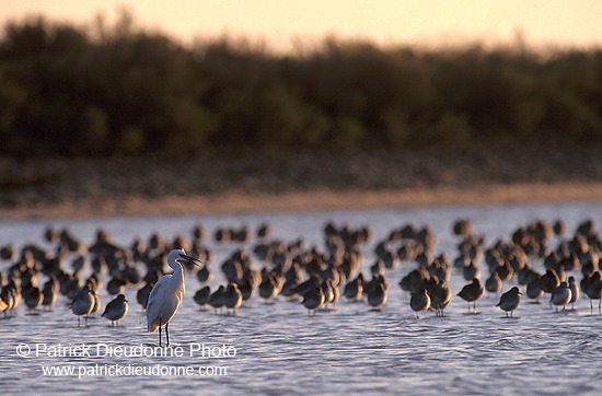 Waders at sunset - Limicoles au couchant - 17898