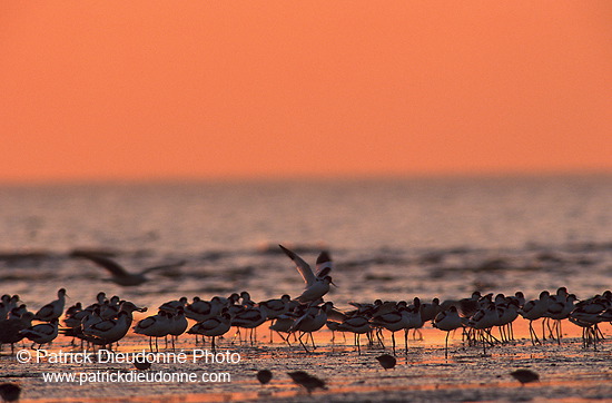 Waders at sunset - Limicoles au couchant - 17899