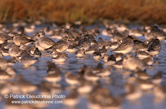 Waders at sunset - Limicoles au couchant - 17900