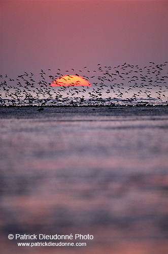 Waders at sunset - Limicoles au couchant - 17901